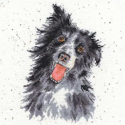Produktbild von Bothy Threads Kreuzstich-Set "Colley mit langem Fell", 26x26 cm, Artikelnummer xhd10, Kreuzstich-Muster