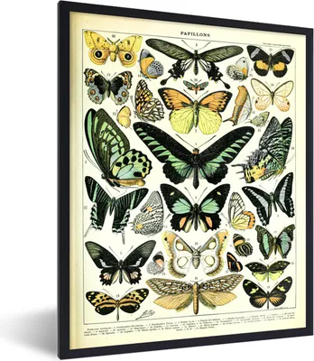 Produktbild von MuchoWow® Gerahmtes Poster Schmetterling - Tiere - Vintage 60x80 cm - Poster mit Schwarzem Bilderrahmen Wandposter Rahmen Foto Bilder - Premium - Wanddeko Wohnzimmer