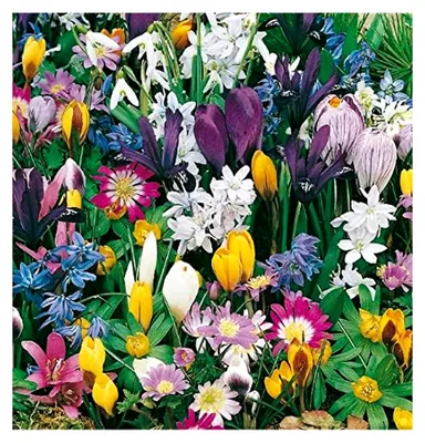 Produktbild von Mischung von Blumenzwiebeln für natürliche Verwilderung - 75 Stück