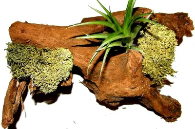 Produktbild von 1 Wurzel bepflanzt mit einer Tillandsie und grünem Dekomoos, Terrarium