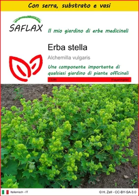 Immagine prodotto di SAFLAX Insieme di coltivazione - Erba stella - 100 semi - Alchemilla