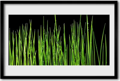 Produktbild von Bild 60x40 MDF-Rahmen Wandkunst Graspflanze