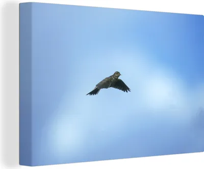 Produktbild von OneMillionCanvasses® - Leinwandbilder - 140x90 cm, Feldlerche am blauen Himmel, Wandbilder Kunstdruck Wanddekoration - Foto auf Leinwand - Gemälde auf Holzrahmen