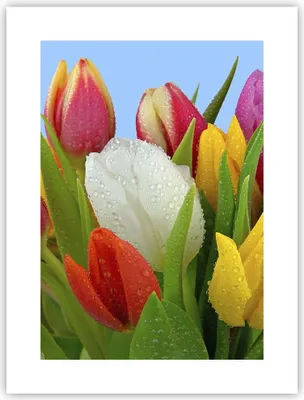 Produktbild von Poster - Poster ohne Rahmen - Tulpen Blumenstrauß Blumen Tau - 30x40 cm - Wand Bild - Wanddeko - Wandbilder - Kunstposter - Wandposter - Bilder - Kunstdruck - Wandbild - P2XPA30x40-2526