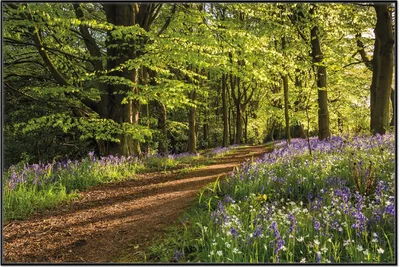 Produktbild von Wallario Wandbild Blaues Hasenglöckchen im Sommerwald, Größe: 61 x 91,50 cm, Poster mit schwarzem Aluminiumrahmen