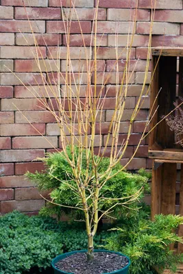 Produktbild von Acer palmatum 'Going Green', Japanischer Ahorn, grün, 60–80 cm