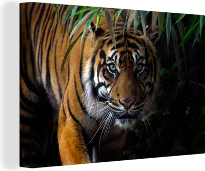 Obrázok produktu pre OneMillionCanvasses® - Maľba na plátne - Obraz na plátne Nástenná maľba na plátne - Tiger - Listy - Džungľa - Zvieratá - Divoké - 150x100cm -