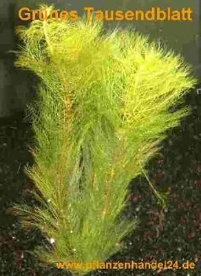 Produktbild von 1 Bund grünes Tausendblatt, Myriophyllum