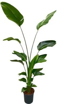 Zdjęcie produktu dla Drzewo Strelitzia – Strelitzia Nicolai – roślina doniczkowa 175 cm – Ø24 cm – biały ptak rajski z dużymi zielonymi liśćmi – egzotyczna tropikalna roślina doniczkowa do wnętrz i chronionych obszarów zewnętrznych