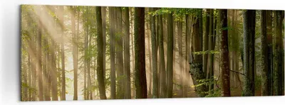 Produktbild von Bild auf Leinwand - Leinwandbild - Wald Baum Natur - 160x50cm - Wand Bild - Wanddeko - Wandbilder - Leinwanddruck - Bilder - Kunstdruck - Wanddekoration - Leinwand bilder - Wandkunst - AB160x50-3628
