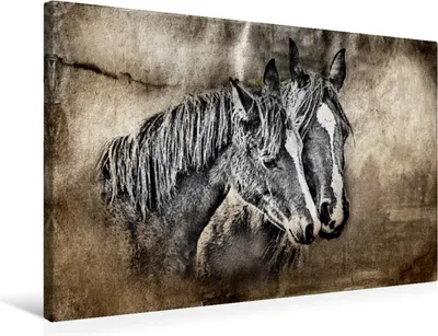 Produktbild von Calvendo  Textil-Leinwand 75 cm x 50 cm quer Ein Motiv aus dem Kalender Pferde-Graphiken, Gaymard Alain; 7371997