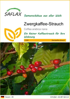 Produktbild von SAFLAX - Zwergkaffee-Strauch - 8 Samen - Coffea arabica nana