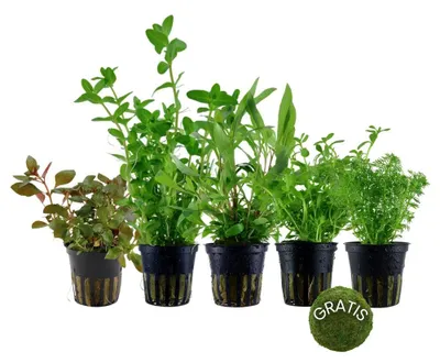 Produktbild von Pflanzen Set mit 5 Anti Algen Aquarium Wasserpflanzen + Mooskugel AquaOne Nr.110