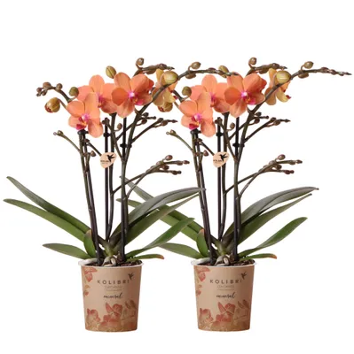 Zdjęcie produktu dla Kolibri Orchids | zestaw 2 pomaranczowych storczyków Phalaenopsis - Bolzano - rozmiar doniczki 9 cm kwitnaca roslina doniczkowa - swiezo od hodowcy