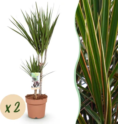 Immagine prodotto di Dracaena Marginata - Albero del drago - Bassa manutenzione - Verde - 2 piante - 70-80cm - Ø17cm - Pianta d'appartamento - Sempreverde
