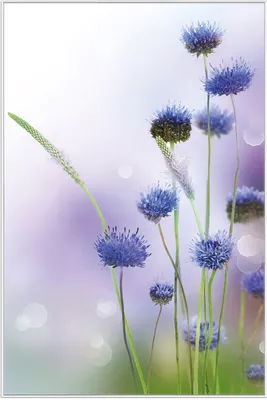 Produktbild von Wallario Wandbild Abstrakte lila Blume, Größe: 61 x 91,50 cm, Poster mit weißem Aluminiumrahmen