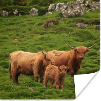 Produktbild von MuchoWow® Poster Schottische Highlander-Familie 100x100 cm - Babyzimmer