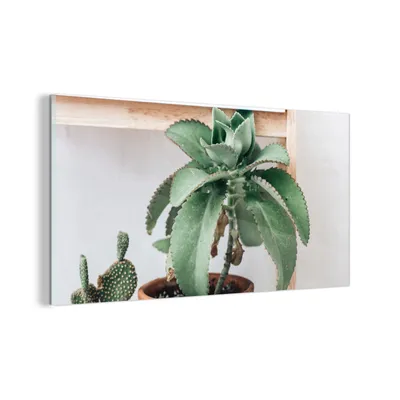 Obrázok produktu pre MuchoWow® Sklenené obrazy - Obrazy na stenu - Foto na skle Kaktusy na poličke 40x20cm Nástenná dekorácia zo skla - akrylový sklenený obraz - akrylové obrazy