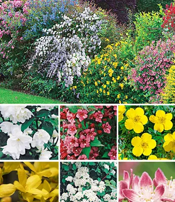 Produktbild von BALDUR Garten 11er Hecken-Kollektion, Pflanzen im 13 cm-Topf, Bartblume, Großblumiges Johanniskraut, Deutzie, Brautspiere und Weigelie, winterhart, pflegeleicht, blühend, für 10 Meter Hecke