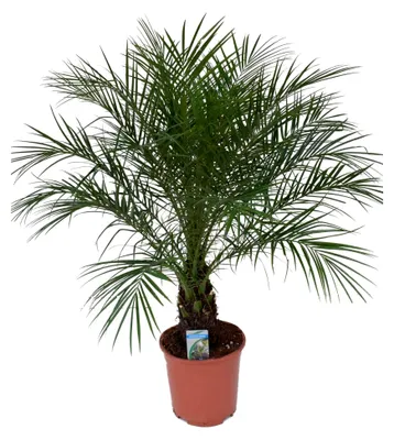 Produktbild von Phoenix Roebelenii Palme – ca. 110 cm Höhe, Zimmer- und Gartenpflanze – Pflegeleichte Zwerg-Dattelpalme für Innen- und Außenbereich