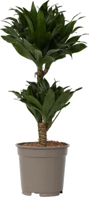 Produktbild von Drachenbaum - Dracaena surculosa - Höhe 50-65cm - ⌀17cm