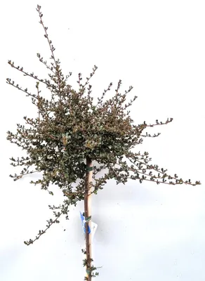 Obrázek produktu pro Ceanothus sack květ " Blue Sapphire " standardní stálezelený 80 - 100 cm vysoký