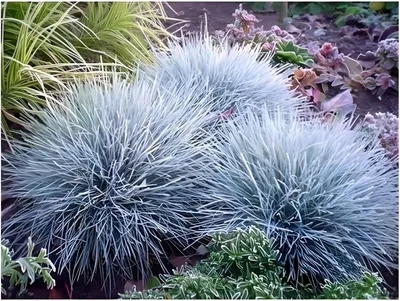 Produktbild von Stauden Gänge 100 x Festuca glauca/cinerea 'Zwergenkönig' - Blauschwingel - Silberblauer Glanz für stilvolle Gärten