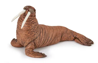 Produktbild von Papo - Realistische Walross-Figur - 3 Jahre + - Kollektion Meereswelt - Lernspiel Meeressäugetiere - Geschenkidee Spielzeug für Mädchen und Jungen