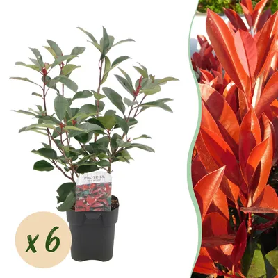 Image de Green boutiQ - Plantes de haie - Photinia fraseri Red Robin - vert et rouge  - 6 plants - 1 mètre linéaire - à feuillage persistant - pot de 17 cm, hauteur 50 cm