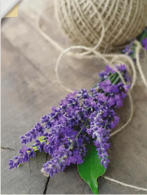 Produktbild von ARTland Wandbild, selbstklebend Lavendel Strauß Größe: 60x80 cm