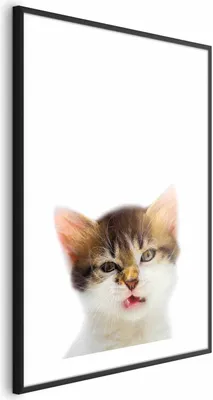 Produktbild von Posterpapier Poster - Annoyed Cat 29.7x42 cm Für Kinder g-B-0100-ao-a