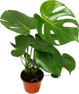 Image de Exotenherz - feuille de fenêtre - Monstera deliciosa - 1 plante - facile d'entretien - purificateur d'air - pot 12cm