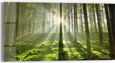 Produktbild von DEQORI Glasbild Echtglas 60x30 cm 'Waldlichtspiele' Wandbild Bild modern Deko