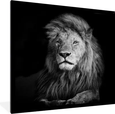 Produktbild von MuchoWow® Gerahmtes Poster Wildlife - Löwe - Schwarz - Weiß 40x40 cm - Poster mit Schwarzem Bilderrahmen Wandposter Rahmen Foto Bilder - Mit Rahmen - Wanddekoration Schlafzimmer