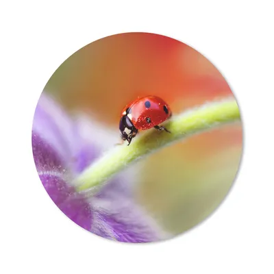 Produktbild von MuchoWow® Mauspad Mousepad Marienkäfer auf einer lila Blume 40x40 cm - Mousepads - Maus Mat - Pad - Mausunterlage - Schreibtisch Accessoires