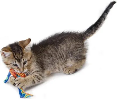 Produktbild von Petstages Katzenspielzeug Catnip Dental Health Chew
