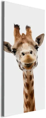Produktbild von Wallario Premium Leinwandbild Giraffenkopf in Größe 30 x 75 cm