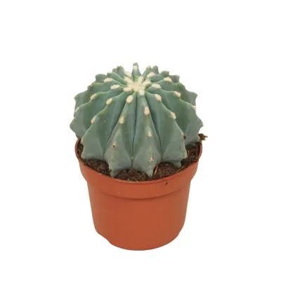 Obrázok produktu pre ?ertov jazyk bez t??ov - Ferocactus glaucescens inermis - Jednoduchá starostlivos? o kaktus - 10,5cm kvetiná?