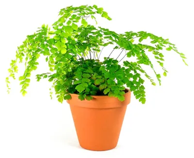 Produktbild von Gardners Adiantum-Mischung, Durchmesser 12-14 cm