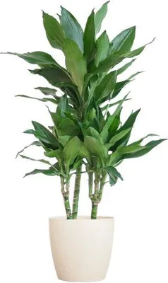 Zdjęcie produktu dla Dracena Janet Lind 95 cm – dracena domowa, średnica doniczki 21 cm, w białej doniczce Viber