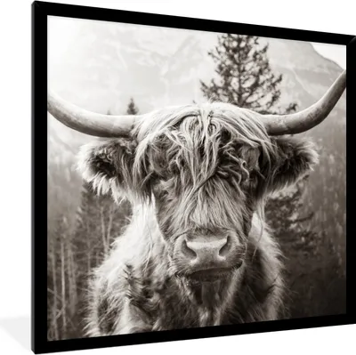 Produktbild von MuchoWow® Gerahmtes Poster Schottischer Highlander - Kuh - Tiere - Schwarz - Weiß 40x40 cm - Poster mit Schwarzem Bilderrahmen Wandposter Rahmen Foto Bilder - Mit Rahmen - Wanddekoration Schlafzimmer