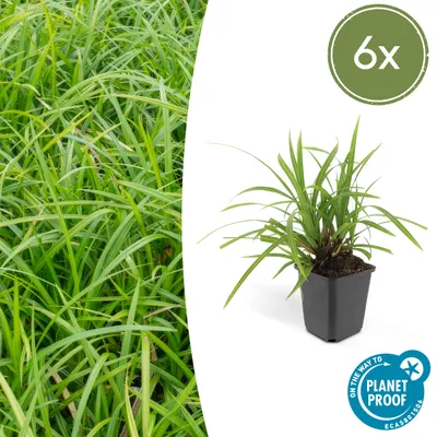 Productafbeelding van Carex morrowii 'Irish Green' | 6 stuks - 10-25cm - Ø9cm - Tuinplant - Multideal