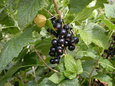 Produktbild von Ribes nigrum 'Titania', Schwarze Johannisbeere, 40–60 cm, ertragreich