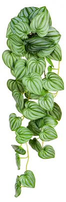 Produktbild von Kunstpflanze Peperomia argyreia hängend 70 cm als 2er Set