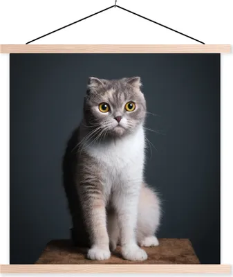 Produktbild von MuchoWow® Textilposter Katze - Haustiere - Licht 40x40 cm mit holzfarbenen Rahmen - Posterleiste