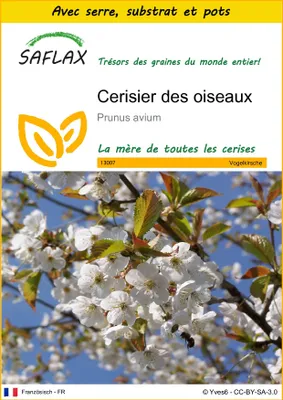 Image de SAFLAX Ensemble de culture - Cerisier des oiseaux - 10 graines - Prunus