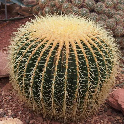 Obrázek produktu pro Kaktus tchýně (Echinocactus grusonii)  – 10 semen