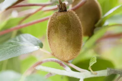 Produktbild von Actinidia chinensis 'Hayward', Kiwi, ca. 12 cm Topf