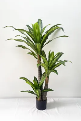 Zdjęcie produktu dla Sztuczna Dracena Wonna (Dracaena Fragrans) 150 cm - Biały – Realistyczna Roślina Doniczkowa do Domu, Biura i na Taras, Bez Pielęgnacji