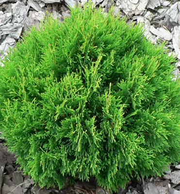 Produktbild von Lebensbaum ´DANICA´ 15-20 cm, Cont. 2,5 l